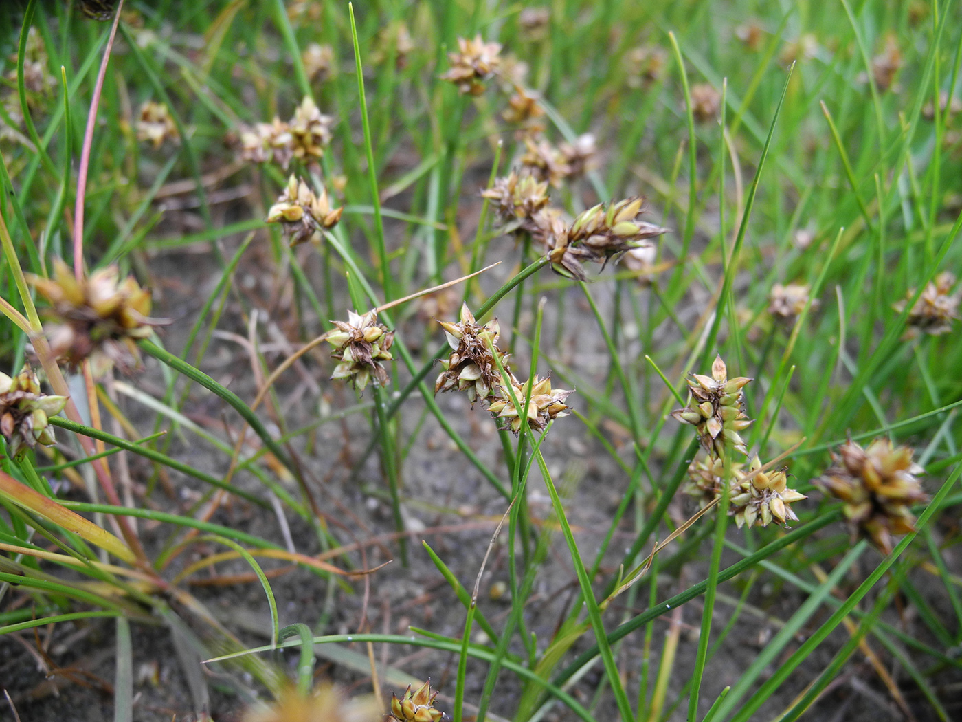 Изображение особи Carex sajanensis.