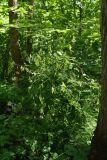 Vicia sylvatica. Отцветающее и плодоносящее растение. Санкт-Петербург, Дудергофские высоты, широколиственный лес с ярусом лещины. 04.07.2020.