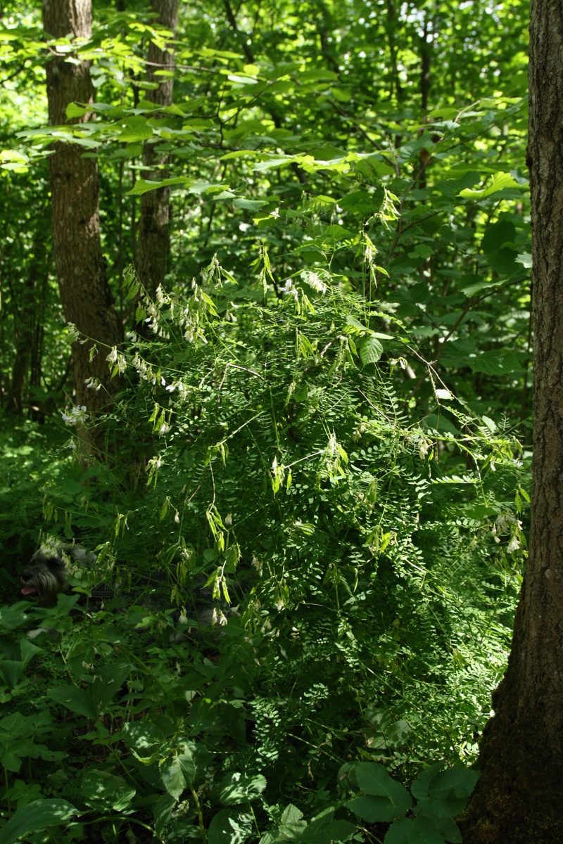 Image of Vicia sylvatica specimen.