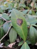 Vinca minor. Поражённый лист. Краснодарский край, Абинский р-н, ст-ца Холмская, приречный лес. 04.03.2020.