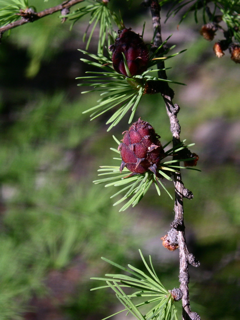 Изображение особи Larix sibirica.