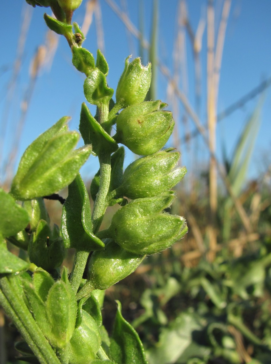 Image of Anchusa ochroleuca specimen.