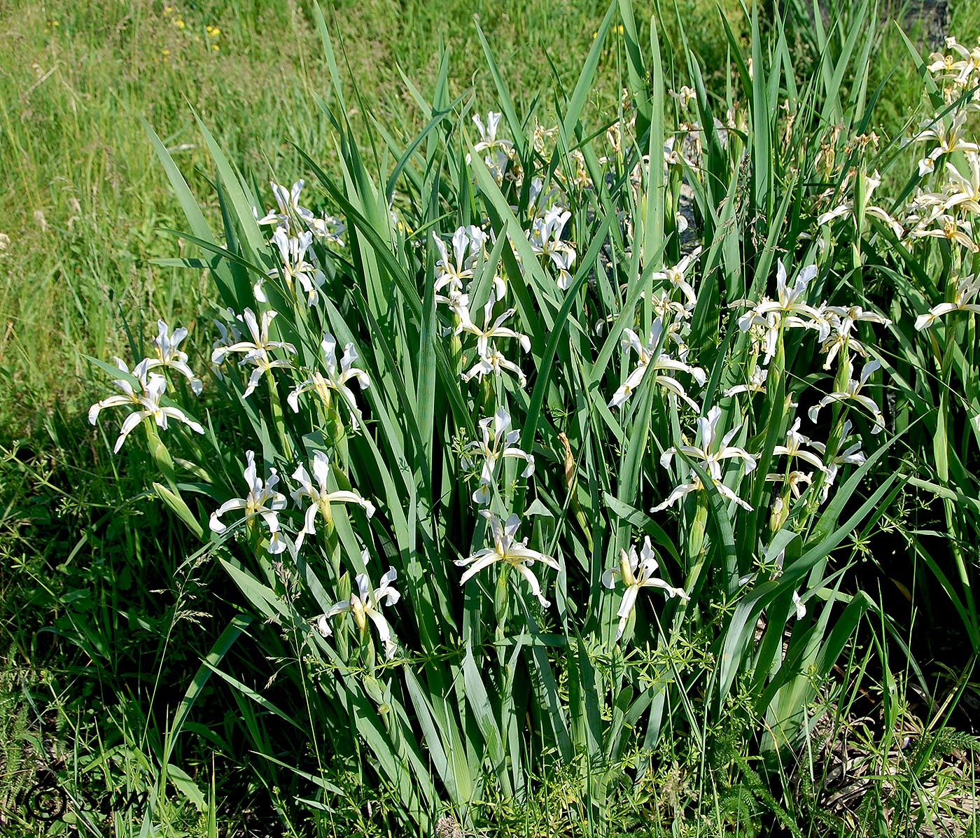 Изображение особи Iris halophila.