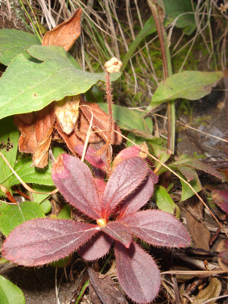 Изображение особи Rhododendron camtschaticum.