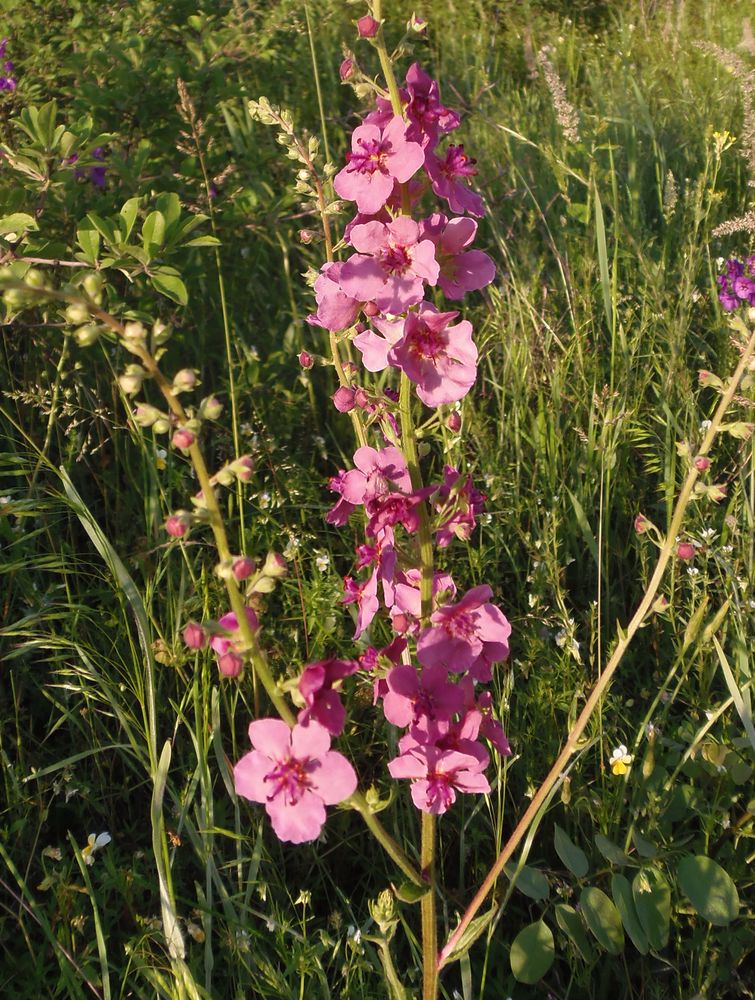 Изображение особи род Verbascum.