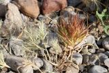 Boissiera squarrosa