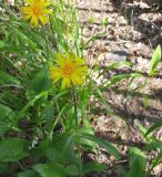 Scorzonera humilis