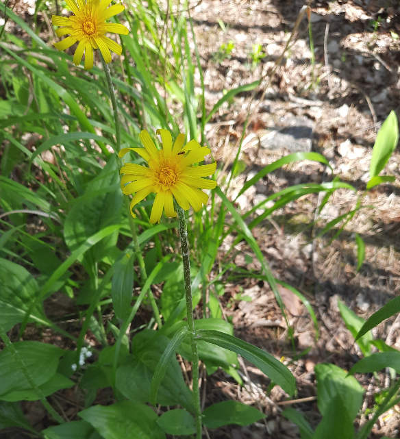 Изображение особи Scorzonera humilis.