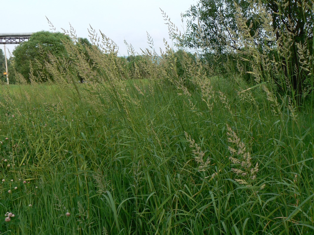 Изображение особи Phalaroides arundinacea.