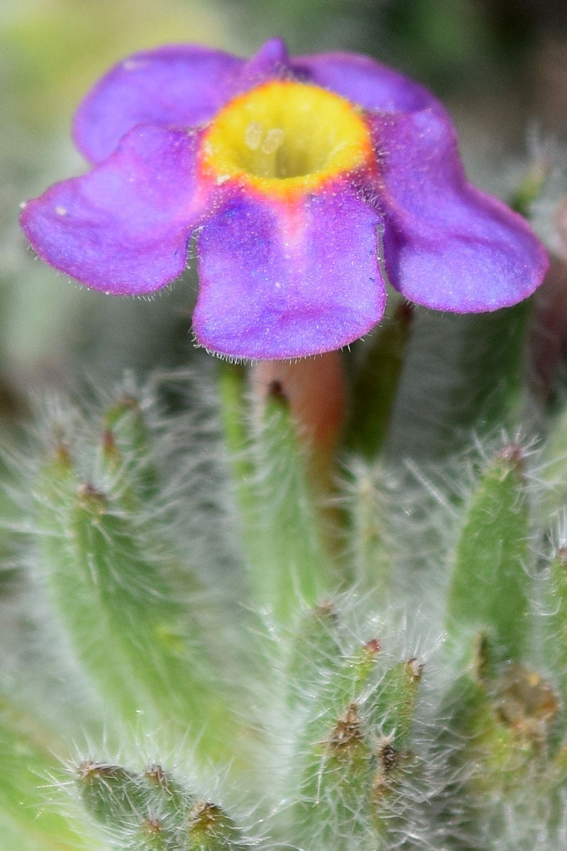 Image of Arnebia obovata specimen.