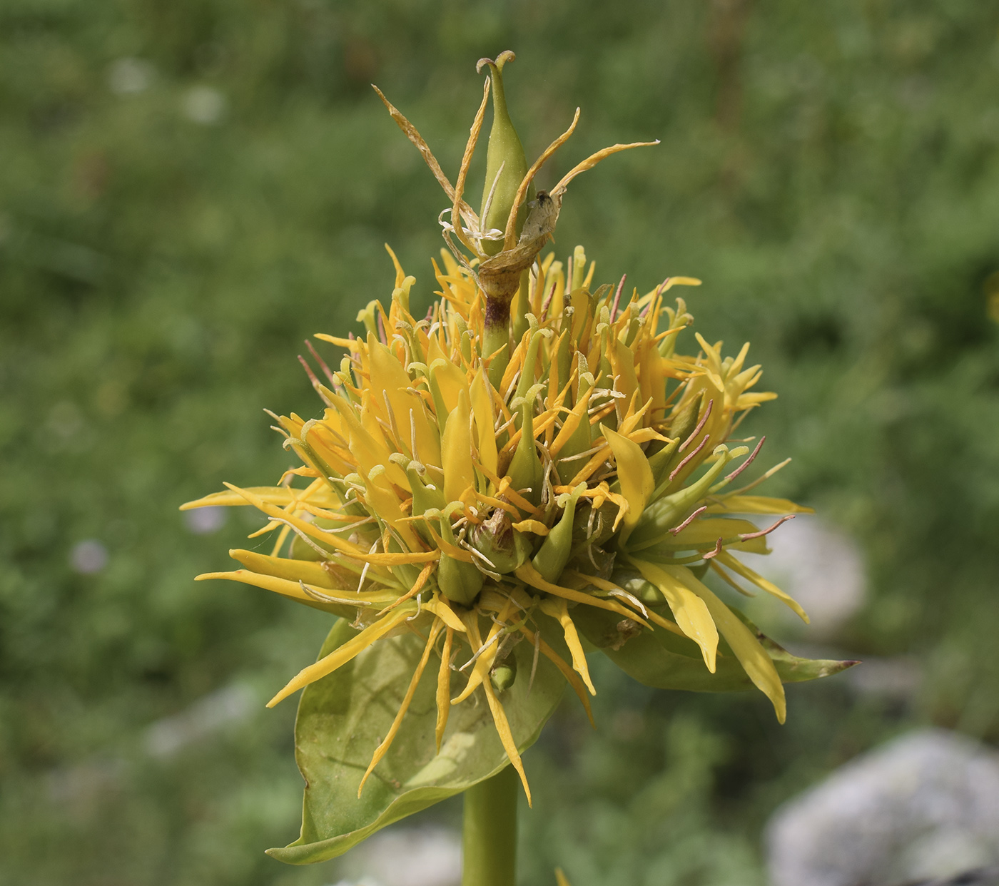 Изображение особи Gentiana lutea.