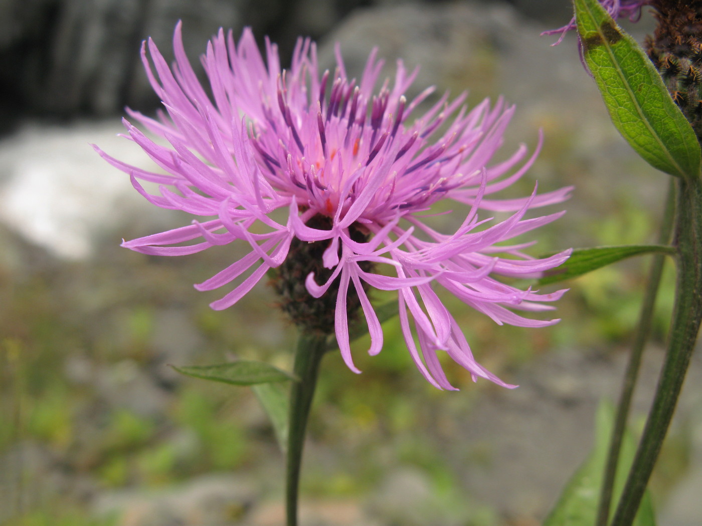 Image of Centaurea salicifolia specimen.