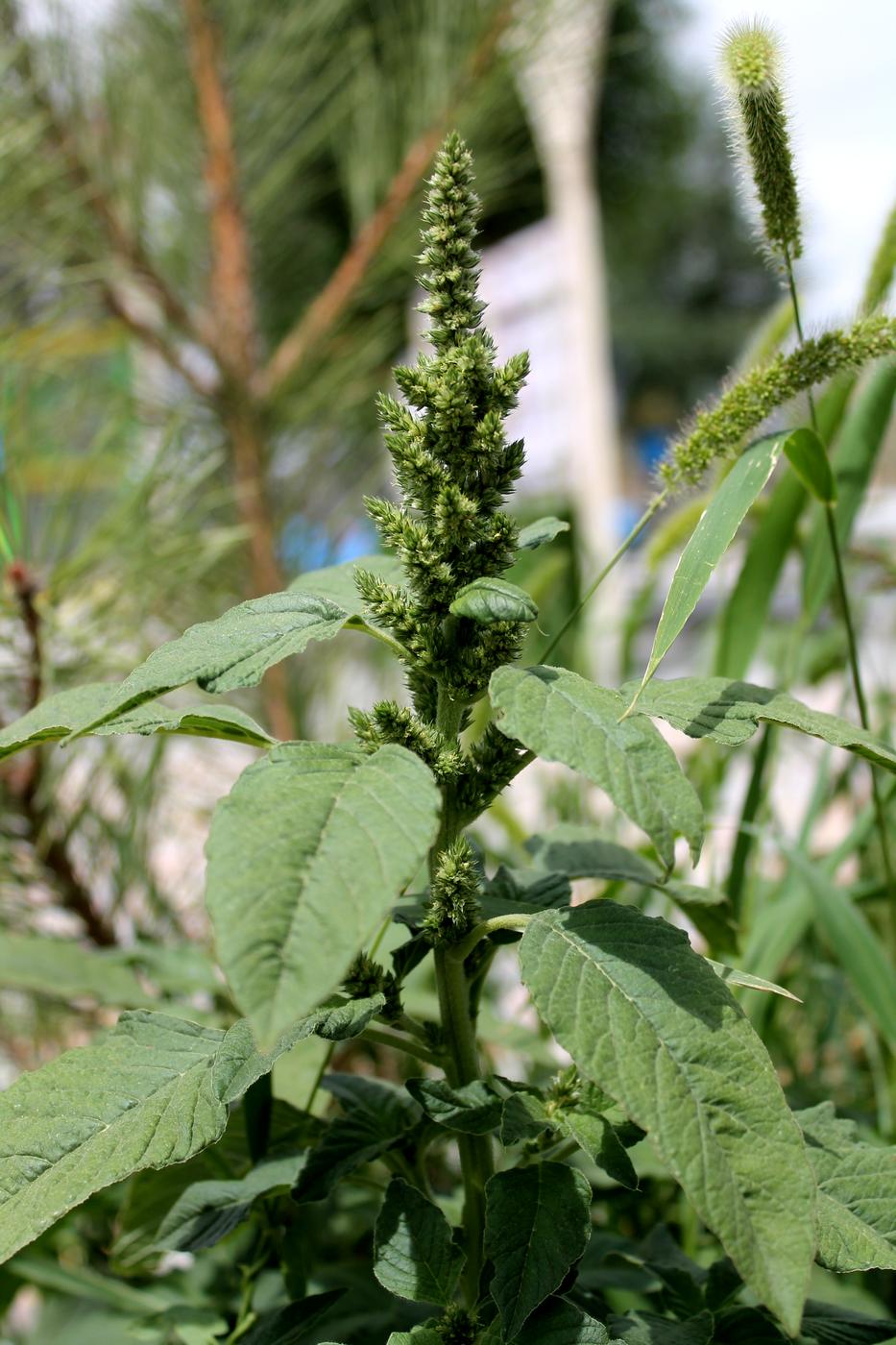 Image of Amaranthus retroflexus specimen.