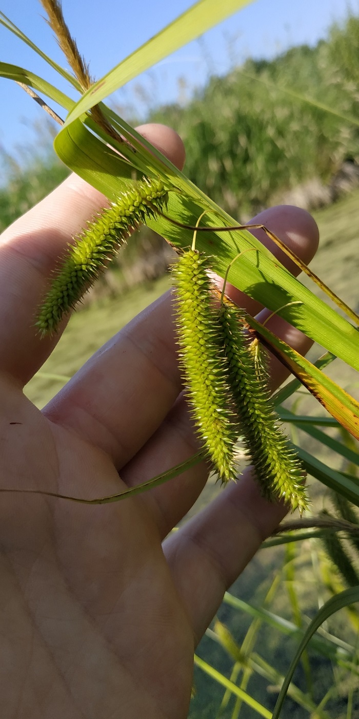 Изображение особи Carex pseudocyperus.