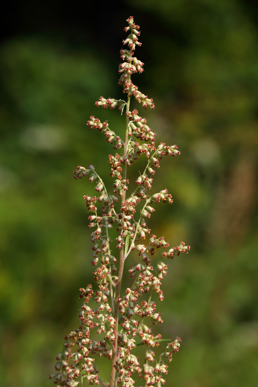 Изображение особи Artemisia vulgaris.