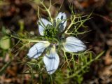 Nigella damascena