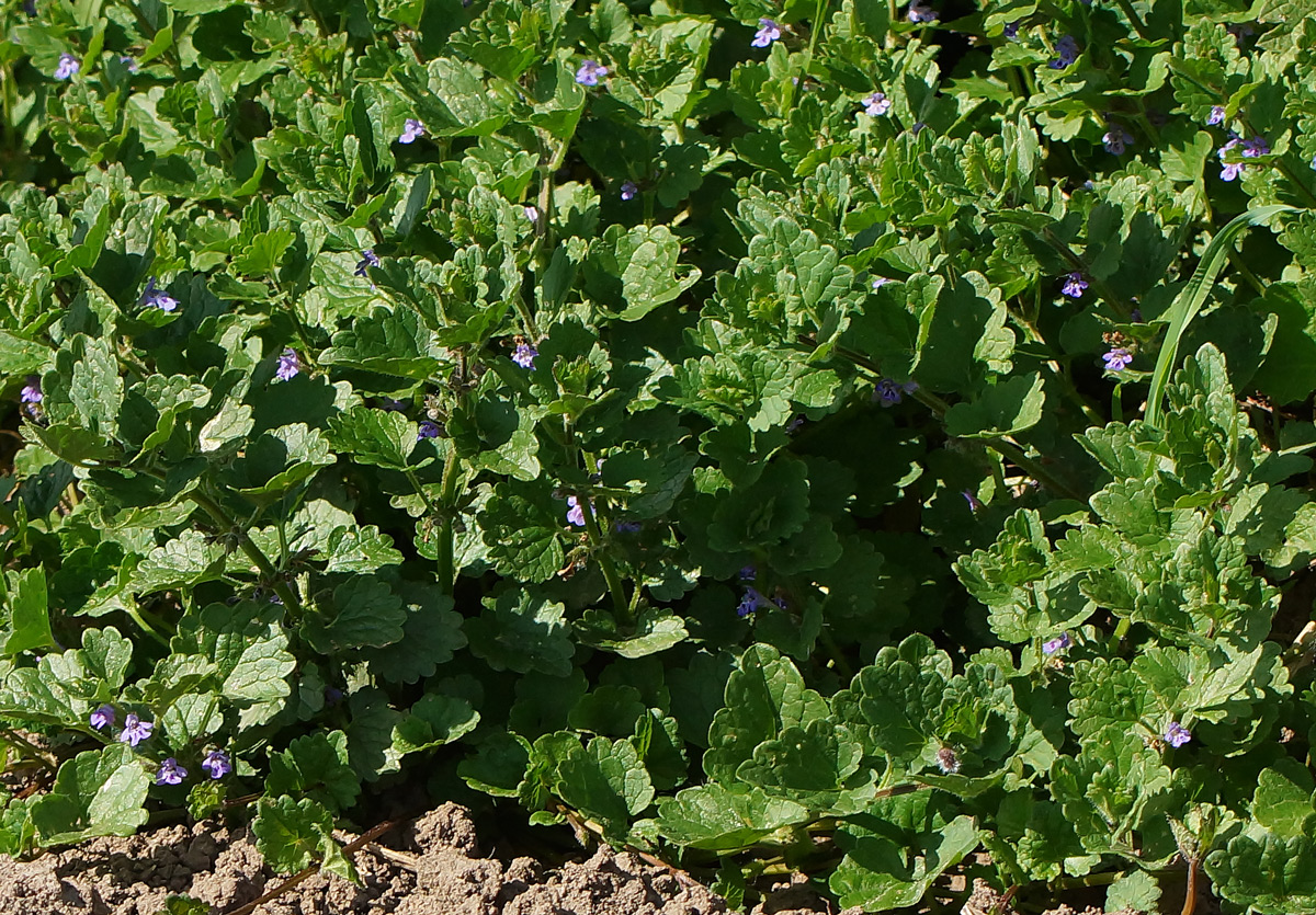 Изображение особи Glechoma hederacea.