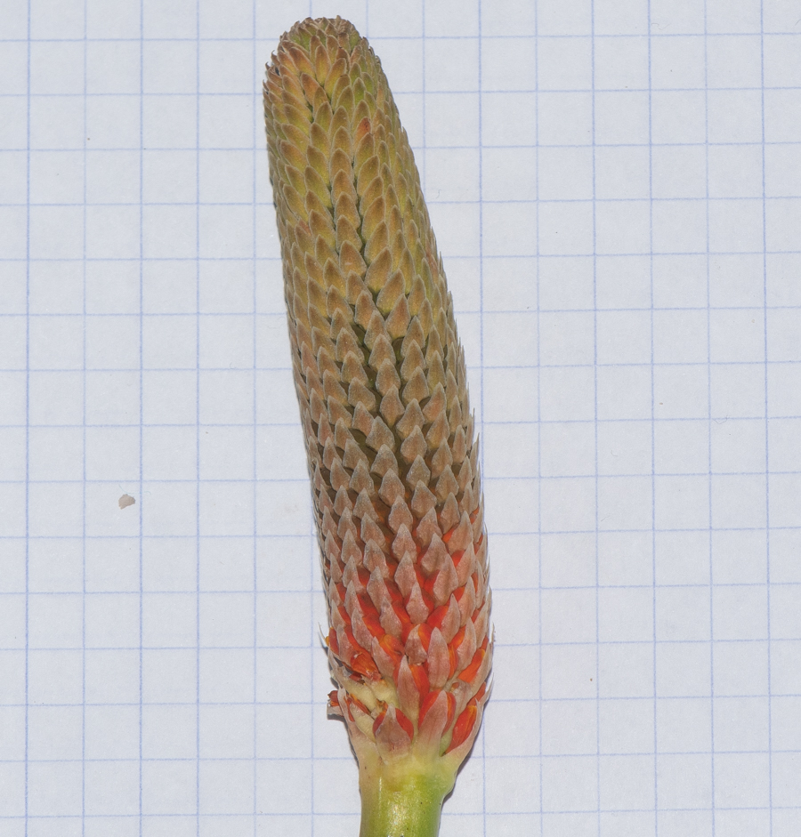Image of Bulbinella latifolia specimen.