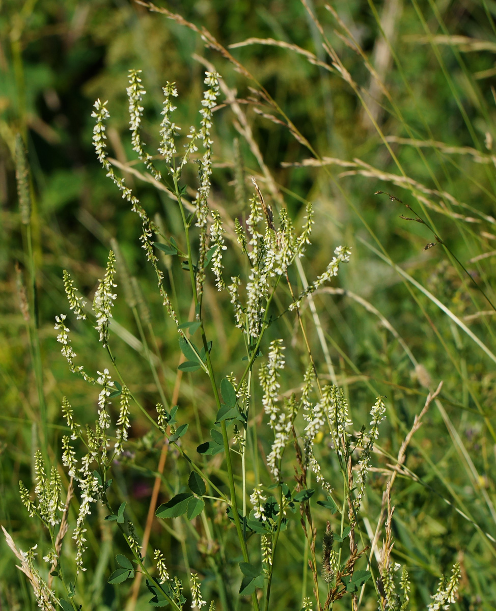 Image of Melilotus albus specimen.