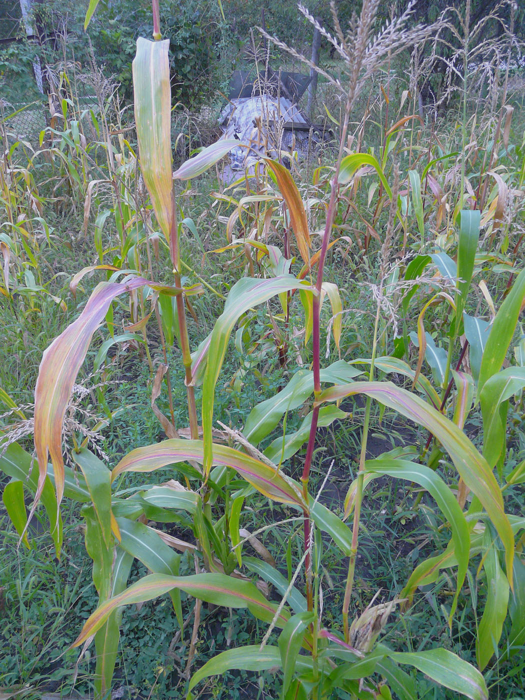 Image of Zea mays specimen.
