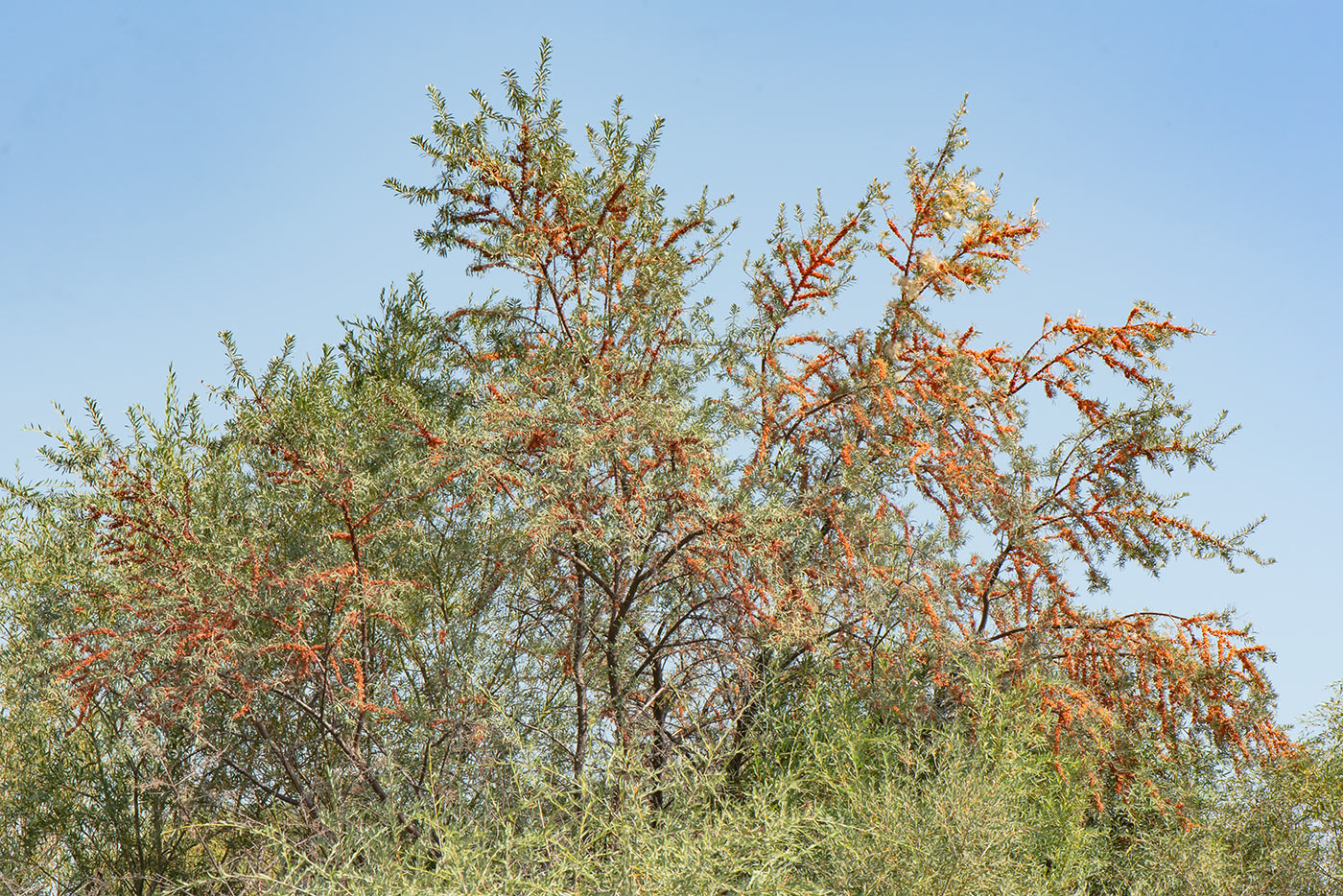 Image of Hippophae rhamnoides specimen.