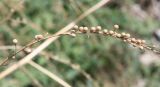 Crambe koktebelica. Ветвь соплодия. Крым, Тарханкутский п-ов, ур. Джангуль. 25.07.2010.