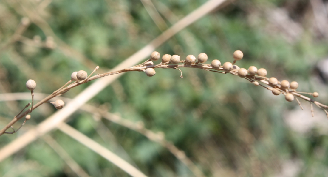 Image of Crambe koktebelica specimen.