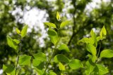 genus Syringa