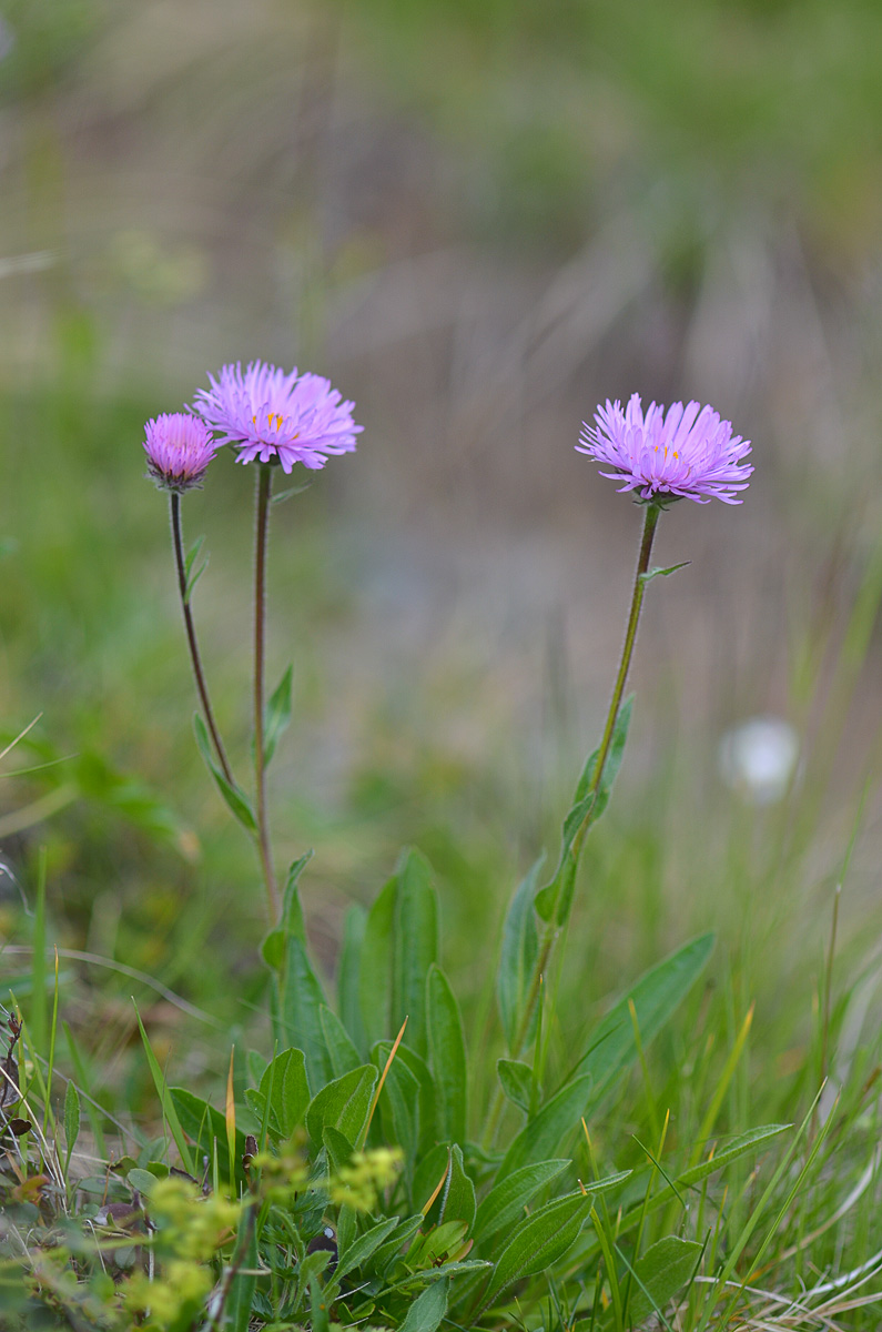 Image of Erigeron venustus specimen.