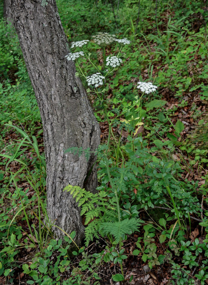 Image of Seseli seseloides specimen.