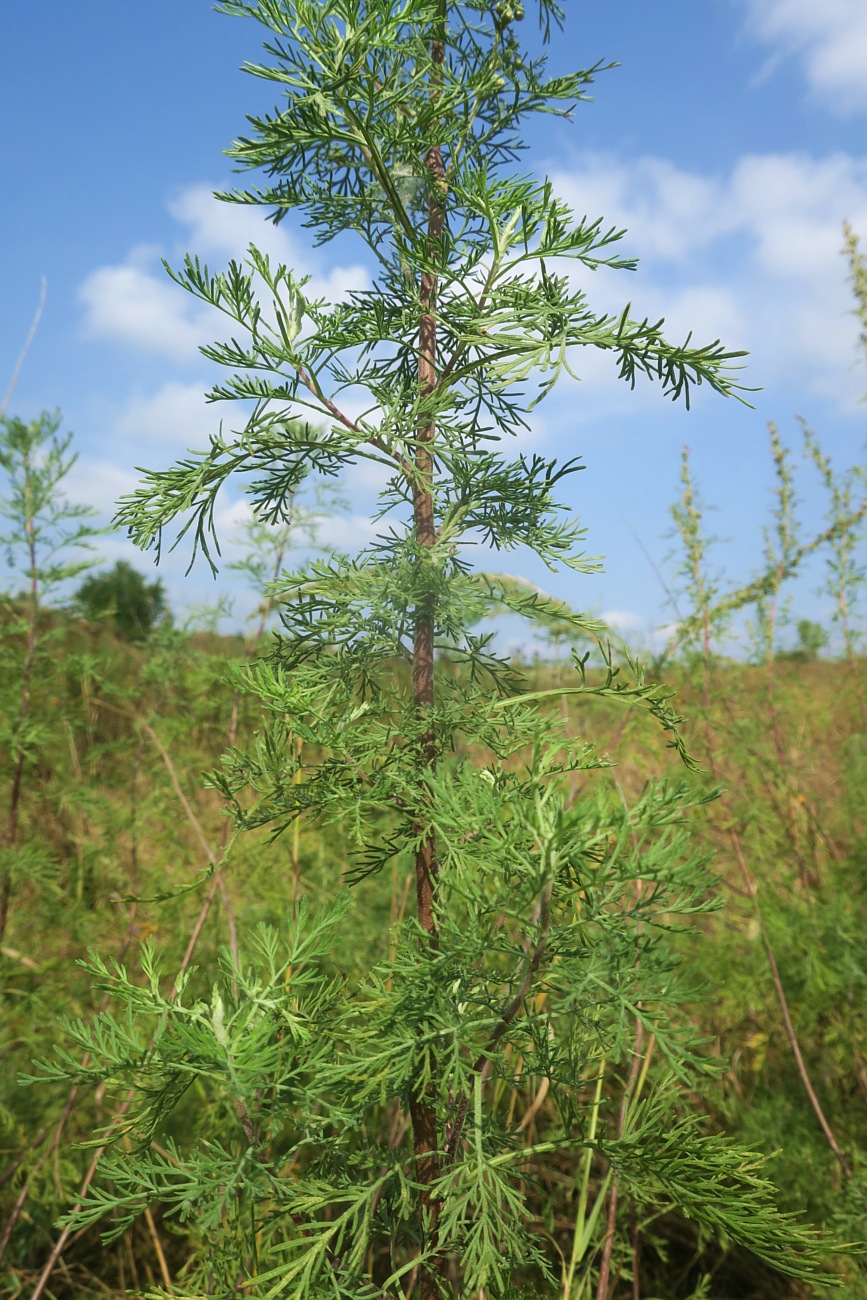 Image of Artemisia abrotanum specimen.