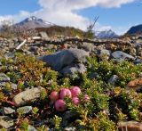 Gaultheria antarctica. Плодоносящие растения. Аргентина, пров. Санта-Круз, нац. парк «Лос-Гласьярес», долина р. De las Vueltas выше г. Эль-Чалтен, галечник по берегу. 14.03.2014.