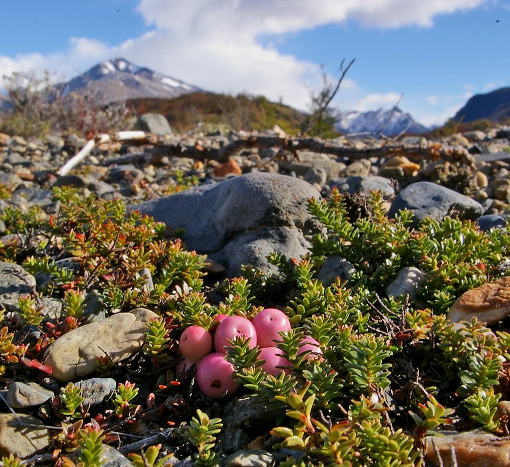Изображение особи Gaultheria antarctica.
