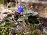 Anemone banketovii. Цветущее растение. Краснодарский край, Крымский р-н, окр. станицы Неберджаевская, ур. Глубокий Яр, буково-дубово-грабовый лес. 19.02.2022.