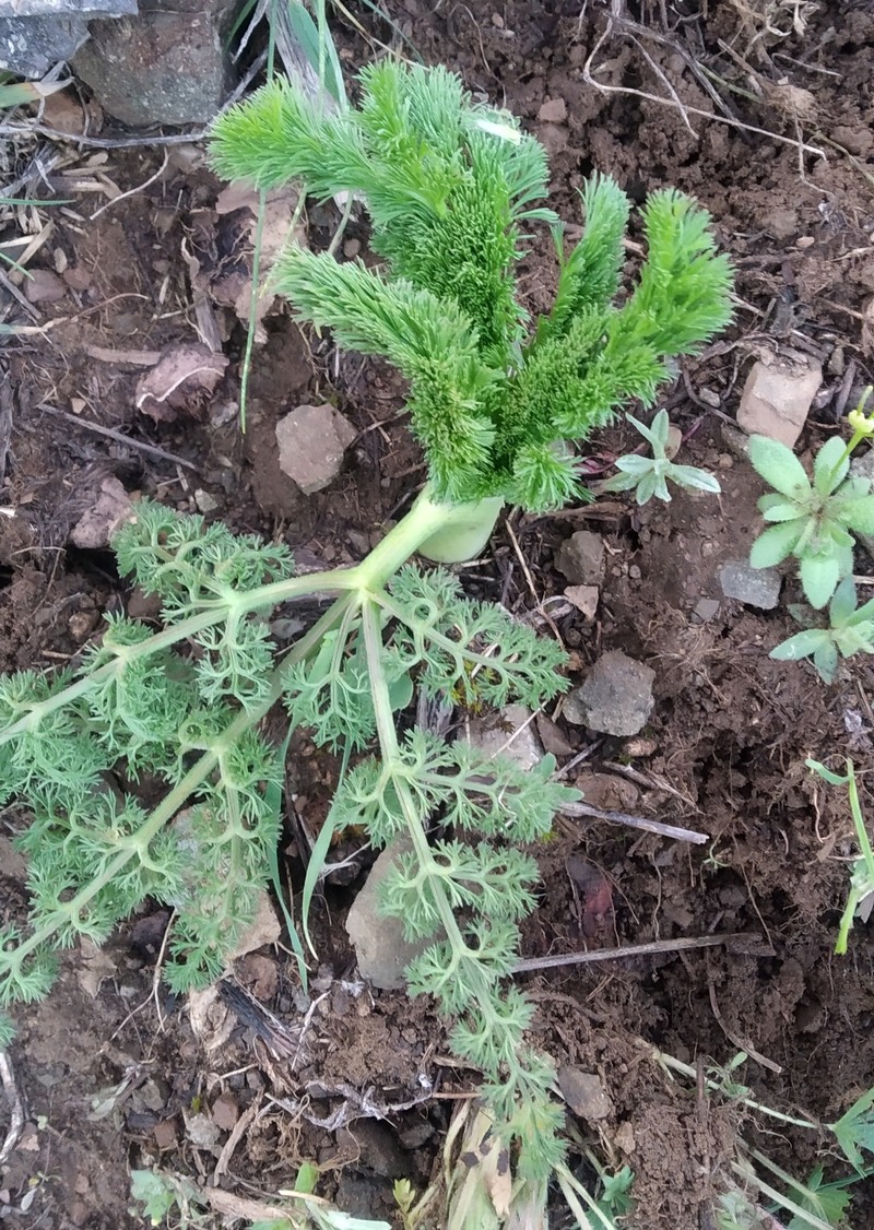 Image of familia Apiaceae specimen.