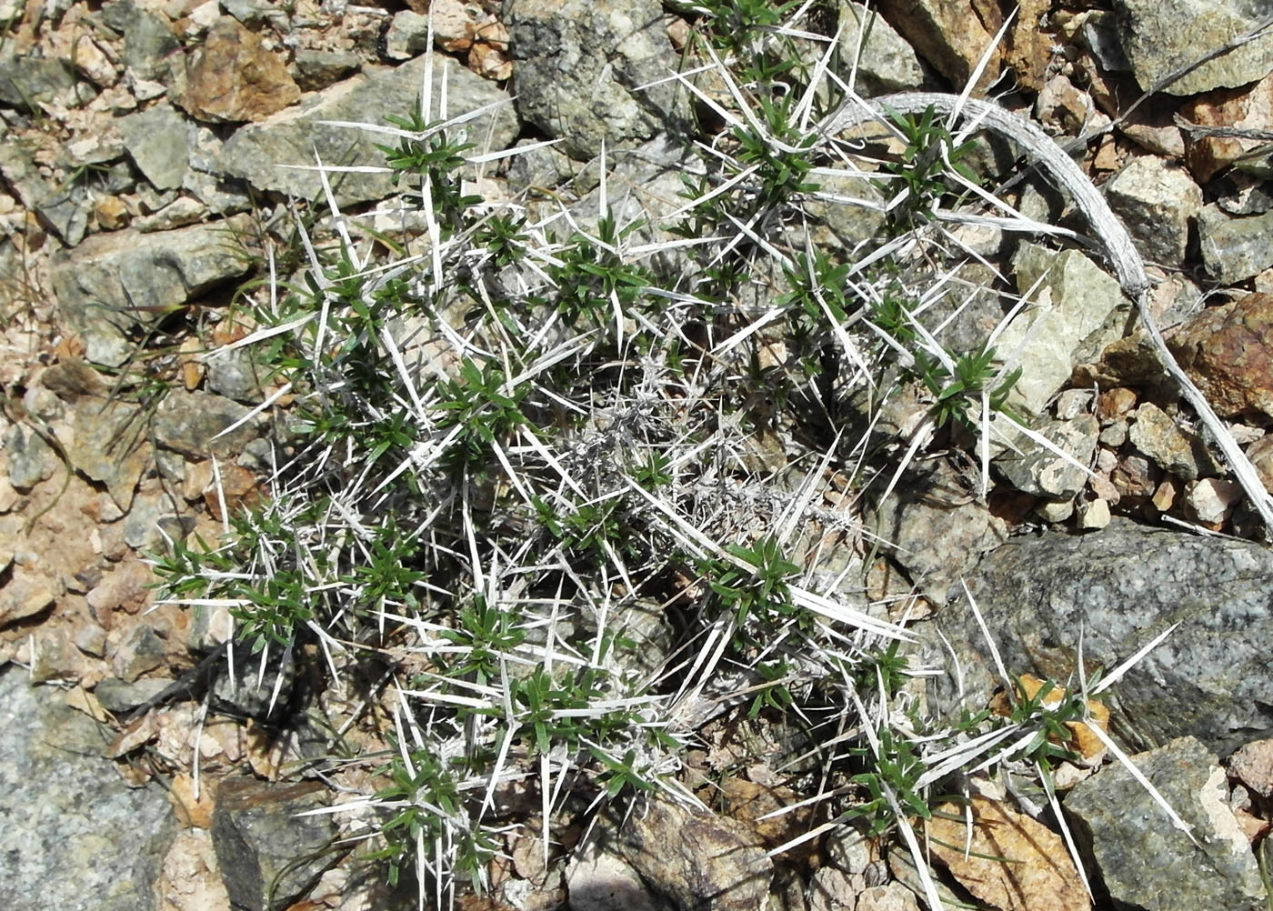 Image of Acanthophyllum pungens specimen.