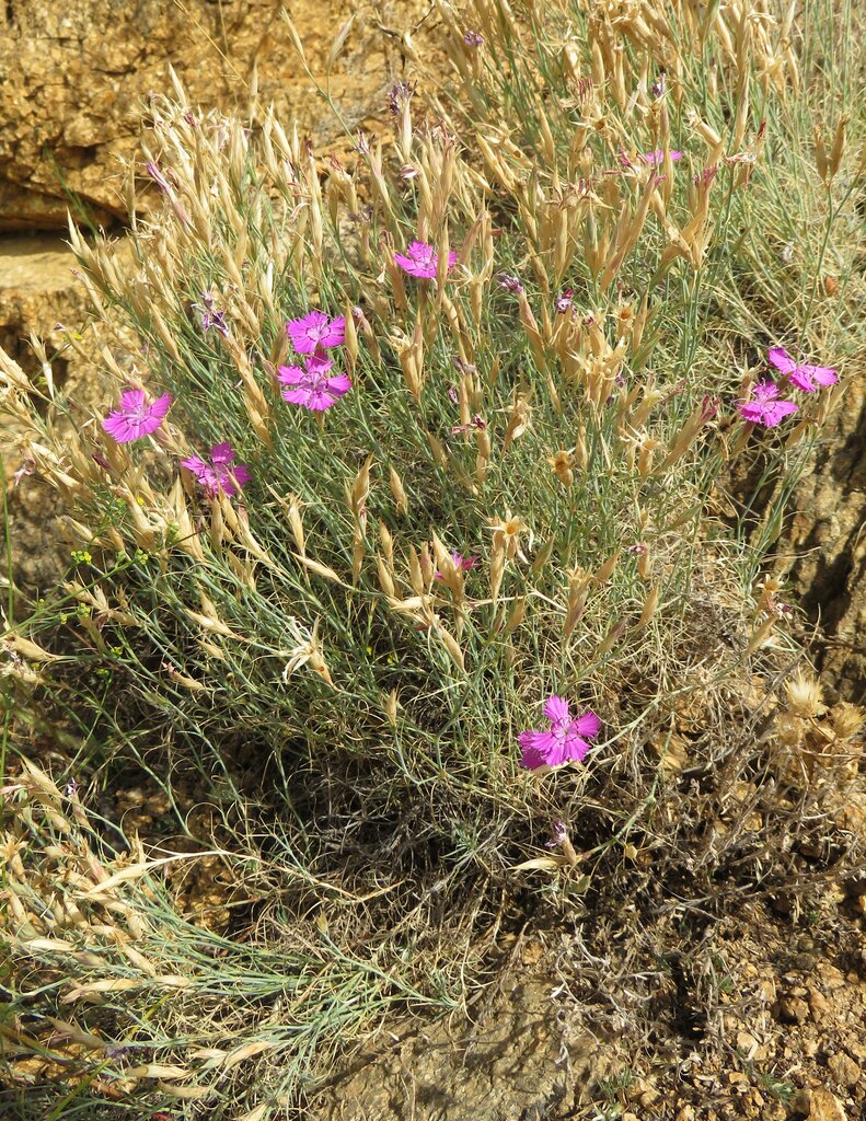 Изображение особи Dianthus nardiformis.