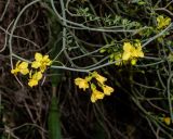 Parkinsonia florida