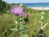 Cirsium bulgaricum