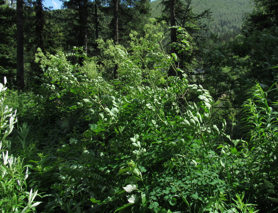 Image of Thalictrum globiflorum specimen.