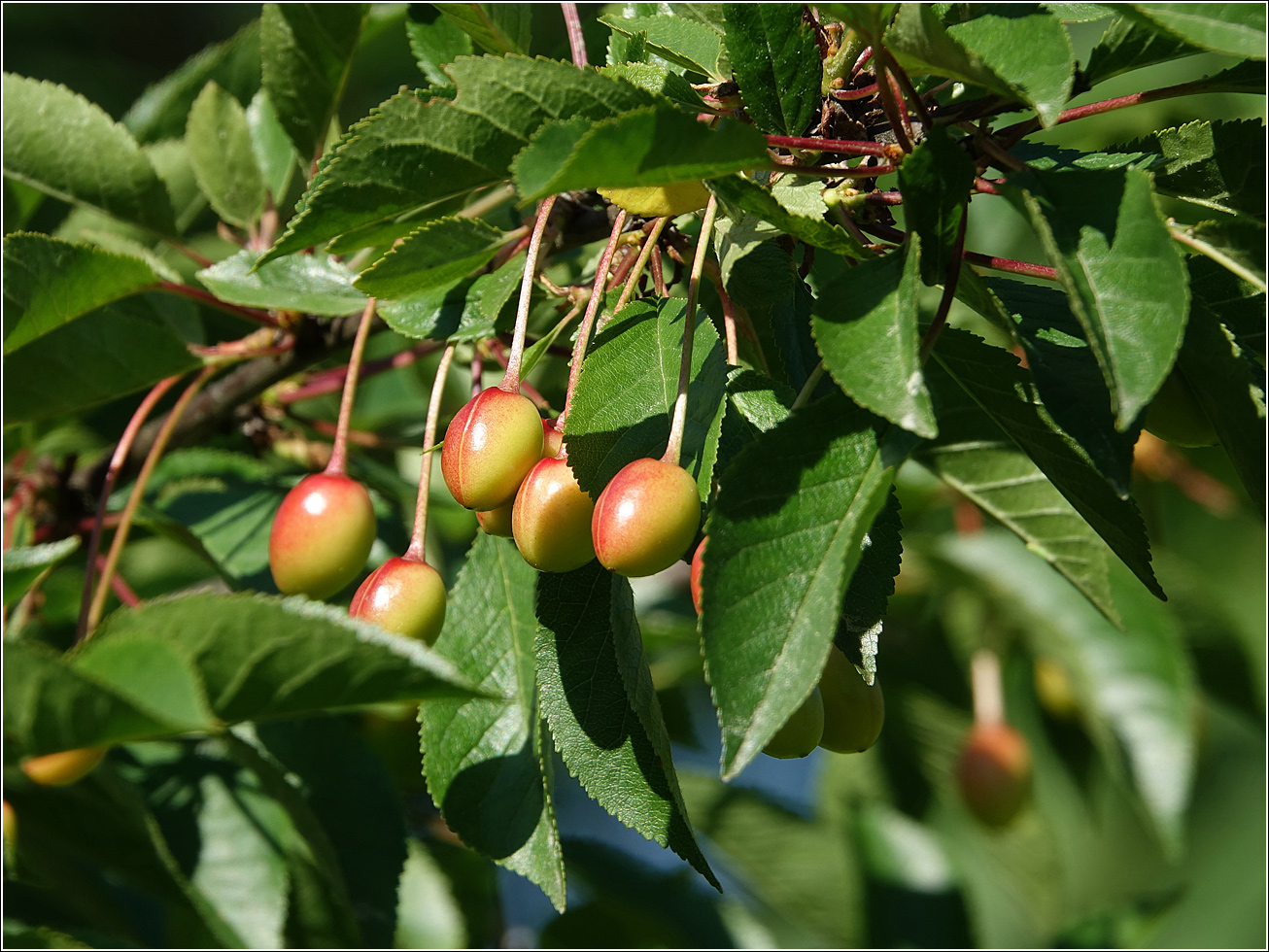 Изображение особи Cerasus vulgaris.