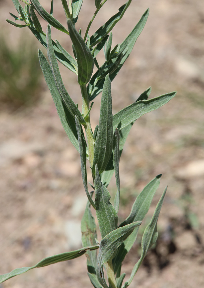 Image of Galatella altaica specimen.