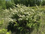 Spiraea media