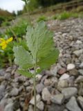 Chelidonium majus. Лист (видна абаксиальная поверхность). Московская обл., ГО Подольск, мкр-н Климовск, балласт железной дороги. 12.09.2022.