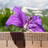 Geranium ruprechtii