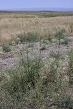 Silene wolgensis. Цветущее растение. Южный Казахстан, подгорная степь в 1.5 км восточнее пос. Амангельды. 08.07.2010.
