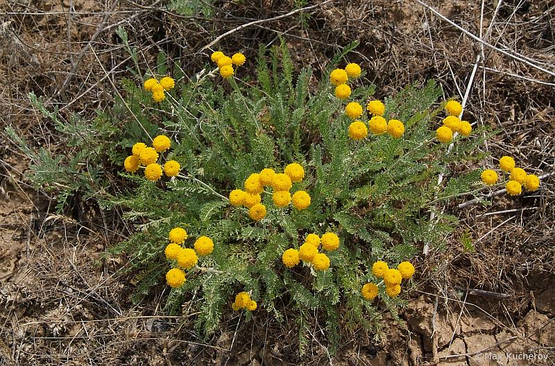 Image of Tanacetum millefolium specimen.