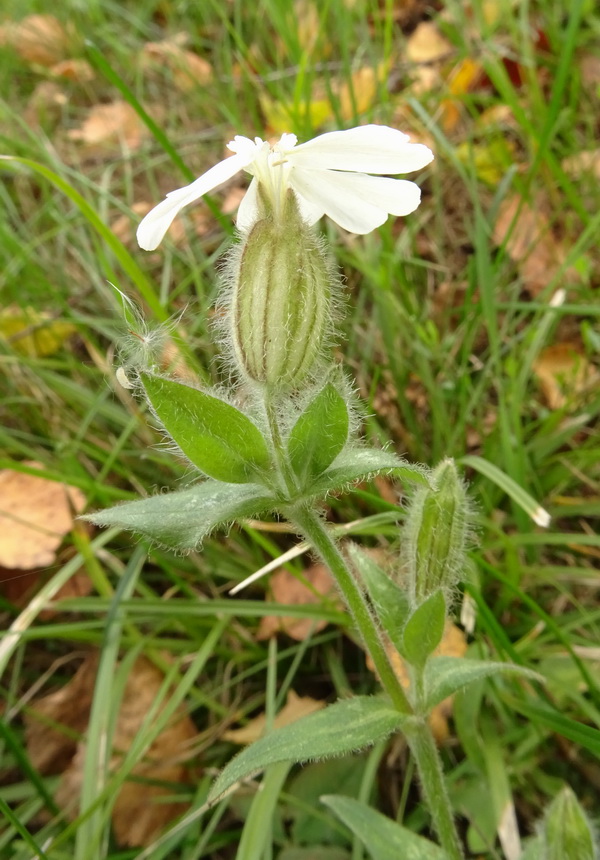 Image of Melandrium album specimen.