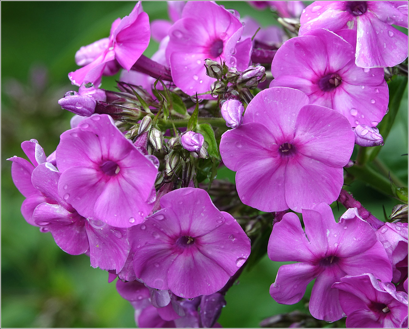 Image of Phlox paniculata specimen.