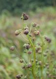 Artemisia arctica